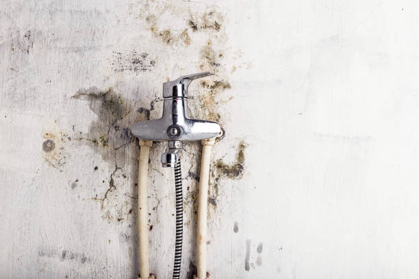 Best Residential Mold Remediation in Olivette, MO