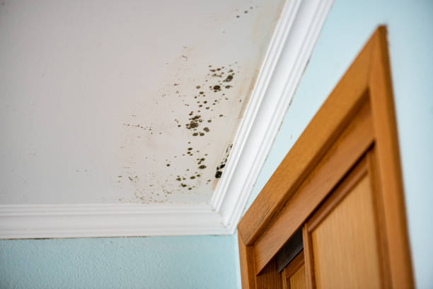 Best Attic Mold Remediation in Olivette, MO