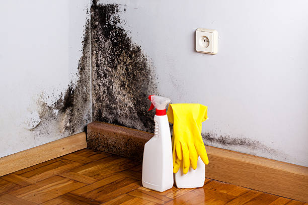 Best Post-Flood Mold Remediation in Olivette, MO